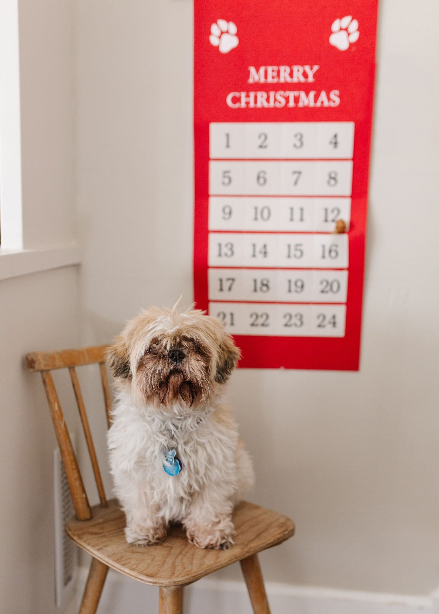 Pet Advent Calendars - 4 Colors - Second East LLC